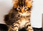 Maine Coon Female - Maine Coon Kitten For Sale - Staten Island&comma; NY&comma; US