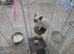 Dee - Devon Rex Kitten For Sale - Lynchburg&comma; VA&comma; US