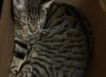 Baby - Manx Cat For Adoption - Pasadena&comma; TX&comma; US