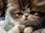 Hermes - Persian Kitten For Sale - Cayce&comma; SC&comma; US