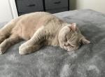 Mia - British Shorthair Cat For Sale - Monroe&comma; WA&comma; US