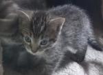 Skittles litter - Maine Coon Kitten For Sale - Barnet&comma; VT&comma; US