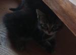 Skittles litter - Maine Coon Kitten For Sale - Barnet&comma; VT&comma; US