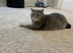 Max - Scottish Straight Cat For Sale - 