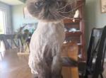 Snowflake - Himalayan Cat For Sale - Co Spgs&comma; CO&comma; US