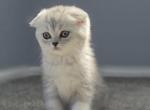 Maik - Scottish Fold Kitten For Sale - Commerce City&comma; CO&comma; US