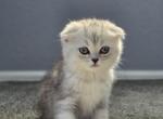 Maik - Scottish Fold Kitten For Sale - Commerce City&comma; CO&comma; US