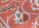 Colin blue point Siamese kitten - Siamese Kitten For Sale - Charlotte&comma; NC&comma; US