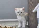 Miss - Scottish Straight Kitten For Sale - Commerce City&comma; CO&comma; US