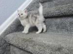 Miss - Scottish Straight Kitten For Sale - Commerce City&comma; CO&comma; US