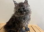 Simba polydactyl black smoke - Maine Coon Kitten For Sale - 