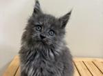 Zuri blue smoke - Maine Coon Kitten For Sale - Villa Rica&comma; GA&comma; US