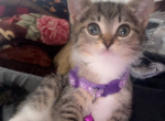 kittens - American Shorthair Kitten For Sale - 