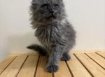 Nala blue smoke - Maine Coon Kitten For Sale - Villa Rica&comma; GA&comma; US