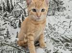 Orange Tabby - Siamese Kitten For Sale - Portland&comma; OR&comma; US