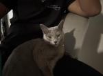 Velvet - Domestic Cat For Sale - Baltimore&comma; MD&comma; US