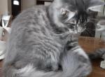 Buddy Big Male Purebred Maine Coon - Maine Coon Kitten For Sale - 