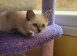 Kian & Annabelle - Balinese Kitten For Sale - Claremont&comma; CA&comma; US