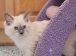 Kian & Annabelle - Balinese Kitten For Sale - Claremont&comma; CA&comma; US