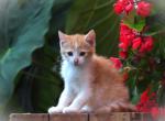 Jaleah - Domestic Kitten For Sale - Myerstown&comma; PA&comma; US