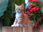 Janiyah - Domestic Kitten For Sale - Myerstown&comma; PA&comma; US