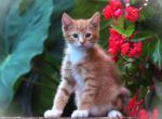 Jacoby - Domestic Kitten For Sale - Myerstown&comma; PA&comma; US