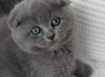 Scottish fold boy round face puffy cheeks - Scottish Fold Kitten For Sale - Davenport&comma; FL&comma; US