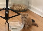 Sweet Potato - Exotic Kitten For Sale - 