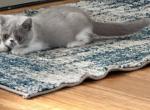 Biscuit Luna - Exotic Kitten For Sale - TN&comma; US