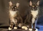 Black smoke - Maine Coon Kitten For Sale - 