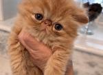 Red boy - Persian Kitten For Sale - 