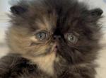 Tortoiseshell girl - Persian Kitten For Sale - Clay&comma; PA&comma; US