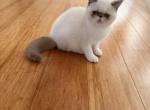 Crystal - Exotic Kitten For Sale - TN&comma; US