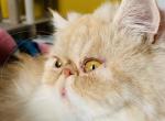 Kim - Persian Cat For Sale - Sylacauga&comma; AL&comma; US