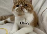 Exotic shorthair and longhair kittens - Exotic Kitten For Sale - Harrisburg&comma; PA&comma; US