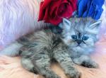 Prince Loverboy - Persian Kitten For Sale - Ponce De Leon&comma; FL&comma; US