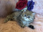Princess CoCo - Persian Kitten For Sale - 