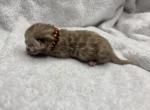 Gold collar - Bengal Kitten For Sale - Tallahassee&comma; FL&comma; US
