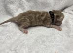 Black collar - Bengal Kitten For Sale - Tallahassee&comma; FL&comma; US