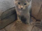 Ashes Baby Boyss - Chartreux Kitten For Sale - Hamden&comma; CT&comma; US
