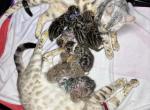 Storm and Chip litter - Bengal Kitten For Sale - Tallahassee&comma; FL&comma; US