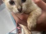 Lumi - Bengal Kitten For Adoption - Pgh&comma; PA&comma; US