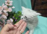 Sunshine - Maine Coon Kitten For Sale - 