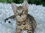 Dragon - Savannah Kitten For Sale - Bradenton&comma; FL&comma; US