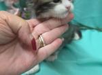 Poly - Maine Coon Kitten For Sale - George&comma; WA&comma; US