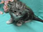 Male 1 - Maine Coon Kitten For Sale - George&comma; WA&comma; US