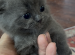 munchkin babies - Munchkin Kitten For Sale - Westfield&comma; NY&comma; US