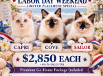 Labor Day Sale Capri Lilac Collection - Ragdoll Kitten For Sale - Mount Joy&comma; PA&comma; US