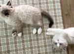 September Kittens - Ragdoll Kitten For Sale - Noblesville&comma; IN&comma; US
