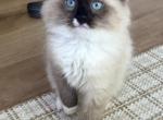 September Kittens - Ragdoll Kitten For Sale - Noblesville&comma; IN&comma; US